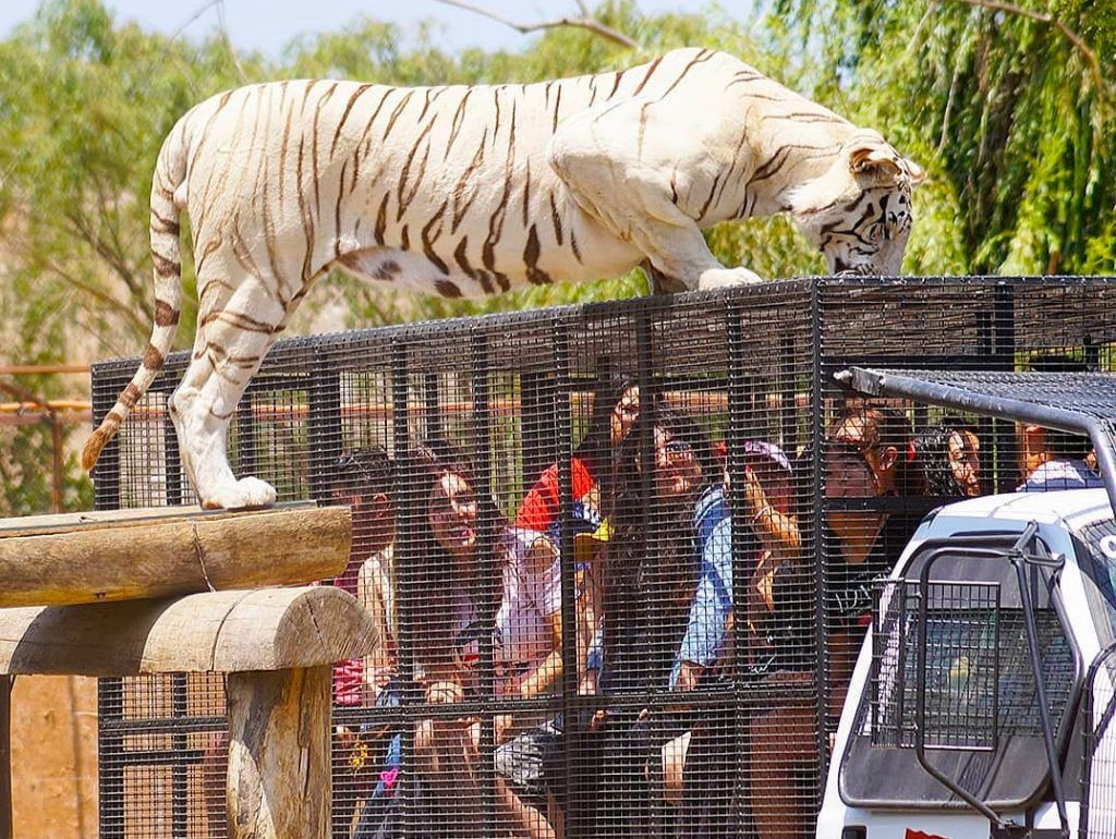Parque Safari
