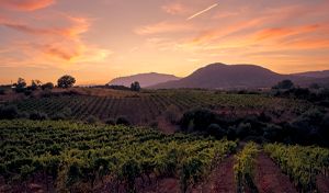 Fotografía panorámica de un paisaje vitivinícola al atardecer en el Valle de Colchagua. En primer plano y plano medio se extienden largas hileras de parras verdes que siguen el relieve del valle. De fondo, destaca la silueta de cerros y montañas bajo un cielo espectacular teñido de tonos cálidos, con nubes en colores naranjas, rosados y amarillos.