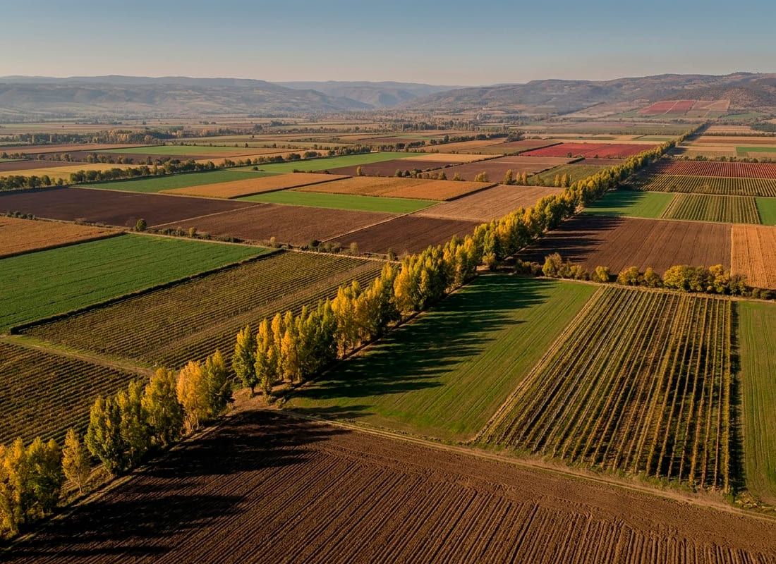 Fotografía aérea de un extenso valle agrícola. El paisaje se compone de un mosaico de campos de cultivo y viñedos en distintos tonos de verde, tierra arada y colores cálidos. Destaca una larga fila diagonal de árboles con hojas amarillas de otoño que divide las parcelas. De fondo, se aprecian cerros y cordones montañosos bajo un cielo despejado.